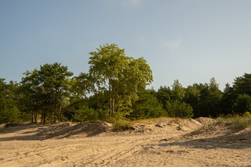 Trees on the sandy shore lit by the early morning sun