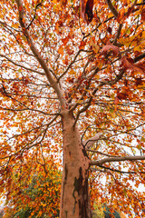 autumn tree