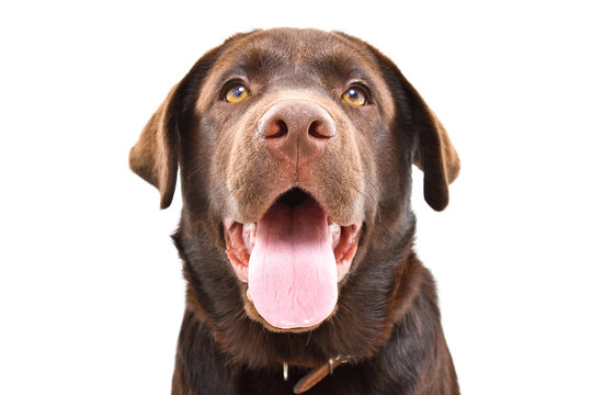 Portrait of a young Labrador dog, closeup, isolated on a white background