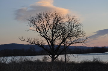 Obraz na płótnie Canvas Beautiful tree/lake photo