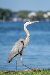 A stunning and elegant Great Blue Heron (Ardea herodias) standing on the south bank of Florida's beautiful Crystal River. 