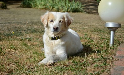 Chien se relaxant au soleil