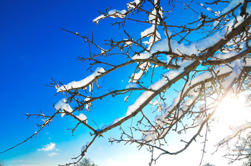 branches with snow