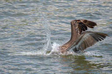 A wild, juvenile Brown Pelican (Pelecanus occidentalis) dives head first into the waters of the Gulf of Mexico trying to catch fish, creating a large and chaotic splash in the process.