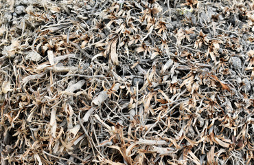 Background / Texture from the gray root