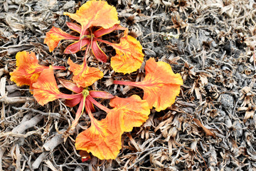 Orange-yellow flowers arranged on tree roots.
