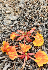 Orange-yellow flowers arranged on tree roots.