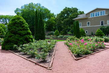 Roses and Plants at the Merrick Rose Garden in Evanston Illinois