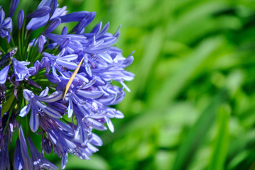 delicate agapanthus flower on a green background