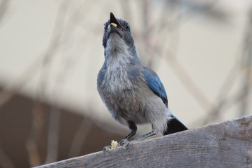 scrubjay eating