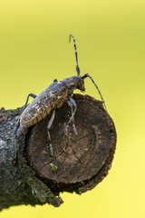 a longhorn beetle - Monochamus sartor