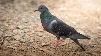 The pigeon.