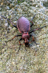 a ground beetle - Carabus linnei