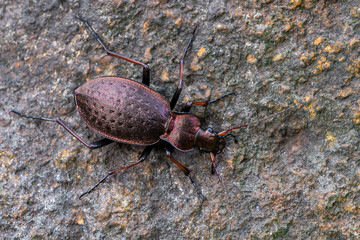a ground beetle - Carabus linnei