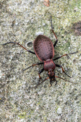 a ground beetle - Carabus linnei