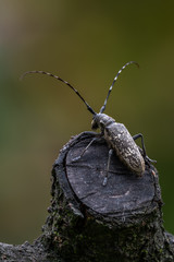 a longhorn beetle - Monochamus sartor