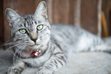 Naklejka premium 寝転ぶネコ