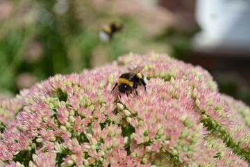 Bourdon sur une fleur