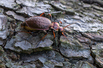 a ground beetle - Carabus linnei