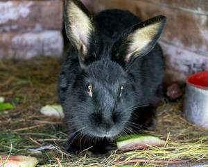 fluffy black domestic rabbit with big ears in hutch