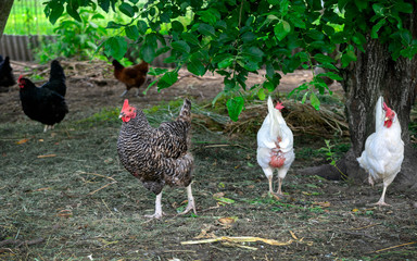 free range rooster and hens Gallus gallus domesticus in a farmyard foraging for food
