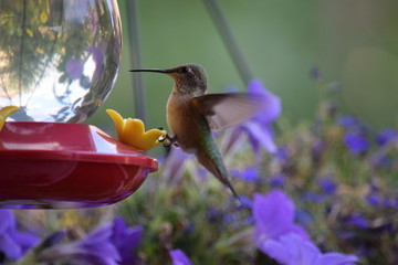 hummingbird