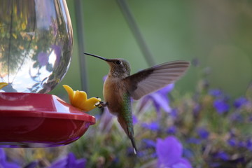 hummingbird