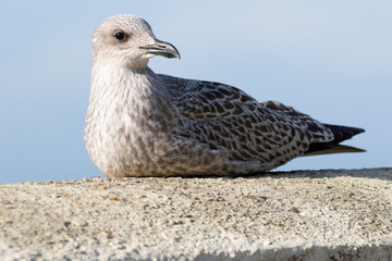 European herring gull