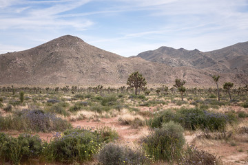 Joshua tree