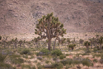 tree in desert