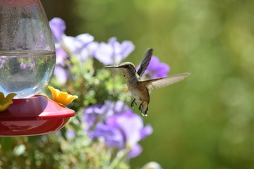 Obraz premium hummingbird
