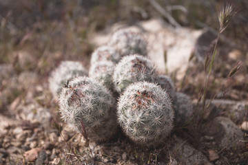 plants at Joshua Tree