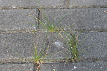 green grass grows between concrete tiles on the road