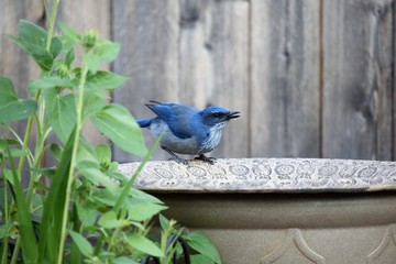 scrubjay drinking