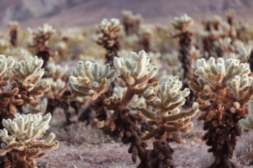 Plants at Joshua Tree Nationalpark