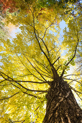 Ginkgo tree leaf in autumn fall season texture background.
