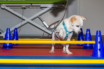 Hund trainiert an Hürden in der Reha