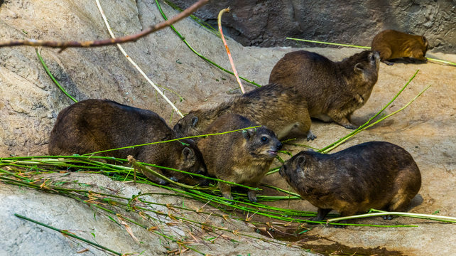 group of rock hyraxes eating together, tropical animal specie from Africa
