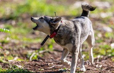 Hunting dog aka Elkhound or Moosehound - hunting in the wilderness