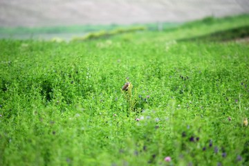 bird in meadow