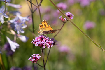 butterfly on pink flowers with bokeh