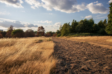 Obraz premium road in the field