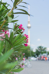 Beautiful flowers in the park Lustgarten , view of the television tower on Museum Island