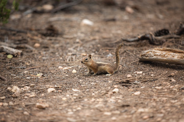 Squirrel