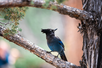 Blue Bird 2