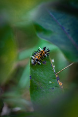 Fototapeta premium Milkweed Tussock Moth Caterpillar
