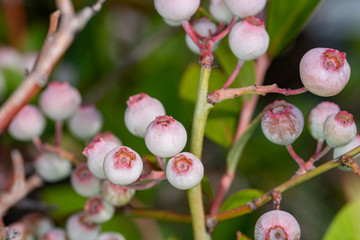 Young fruits of blueberry, on the branch, Closeup