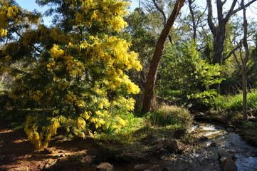 Stream and Wattle tree in flower, Whistlepipe Gully Walk, Mundy Regional Park, Perth Hills, Western Australia, Australia