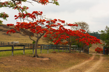 Flamboyant Vermelho IMG_1454