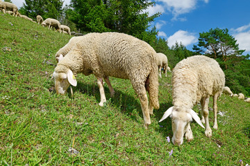 Schafherde (Merinolandschaf / Württemberger) in einer Wacholderheide, Baden-Württemberg / Sheeps